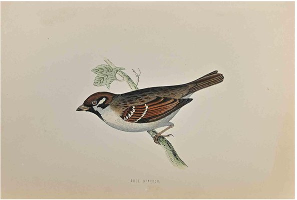 Alexander Francis Lydon, Tree Sparrow, Woodcut Print, 1870-ZCI-1758947