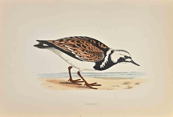 Alexander Francis Lydon, Turnstone, Woodcut Print, 1870-ZCI-1758950