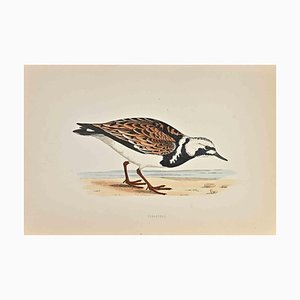 Alexander Francis Lydon, Turnstone, Woodcut Print, 1870-ZCI-1758950