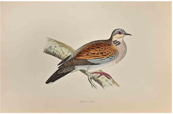 Alexander Francis Lydon, Turtle Dove, Woodcut Print, 1870-ZCI-1759082