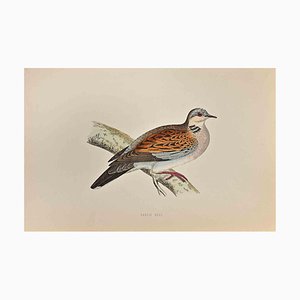 Alexander Francis Lydon, Turtle Dove, Woodcut Print, 1870-ZCI-1759082