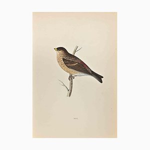 Alexander Francis Lydon, Twite, Woodcut Print, 1870-ZCI-1758941