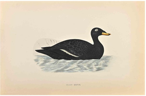 Alexander Francis Lydon, Velvet Scoter, Woodcut Print, 1870-ZCI-1759080