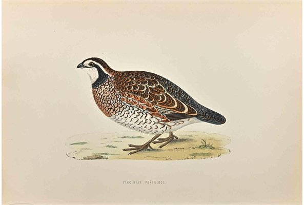 Alexander Francis Lydon, Virginian Partridge, Woodcut Print, 1870-ZCI-1759011