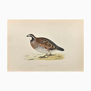 Alexander Francis Lydon, Virginian Partridge, Woodcut Print, 1870-ZCI-1759011