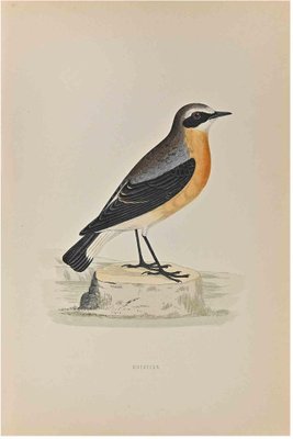 Alexander Francis Lydon, Wheatear, Woodcut Print, 1870-ZCI-1758940