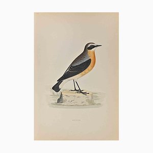 Alexander Francis Lydon, Wheatear, Woodcut Print, 1870-ZCI-1758940