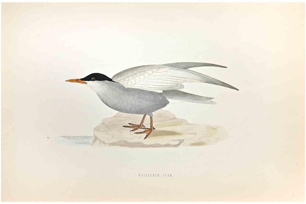 Alexander Francis Lydon, Whiskered Tern, Woodcut Print, 1870-ZCI-1759015