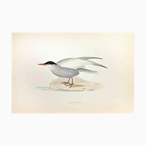 Alexander Francis Lydon, Whiskered Tern, Woodcut Print, 1870-ZCI-1759015