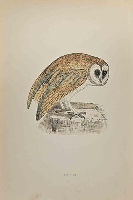 Alexander Francis Lydon, White Owl, Woodcut Print, 1870-ZCI-1372522