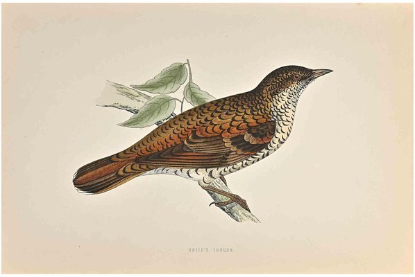 Alexander Francis Lydon, White's Thrush, Woodcut Print, 1870-ZCI-1758984