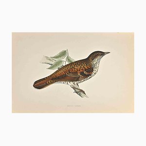 Alexander Francis Lydon, White's Thrush, Woodcut Print, 1870-ZCI-1758984