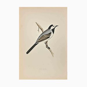 Alexander Francis Lydon, White Wagtail, Woodcut Print, 1870-ZCI-1758955