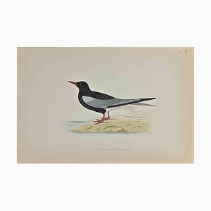 Alexander Francis Lydon, White-Winged Black Tern, Woodcut Print, 1870-ZCI-1759119