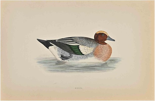 Alexander Francis Lydon, Wigeon, Woodcut Print, 1870-ZCI-1758979