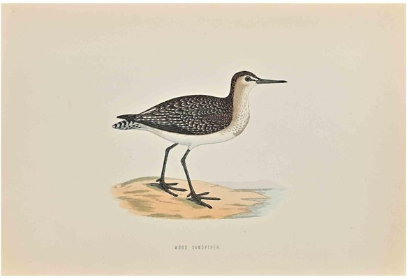 Alexander Francis Lydon, Wood Sandpiper, Woodcut Print, 1870-ZCI-1758992