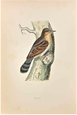 Alexander Francis Lydon, Wryneck, Woodcut Print, 1870-ZCI-1759112