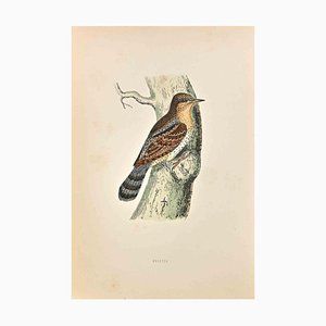 Alexander Francis Lydon, Wryneck, Woodcut Print, 1870-ZCI-1759112