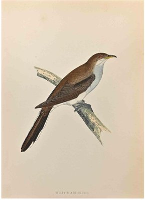 Alexander Francis Lydon, Yellow-Billed Cuckoo, Woodcut Print, 1870-ZCI-1760386