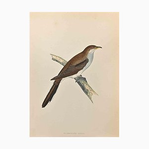 Alexander Francis Lydon, Yellow-Billed Cuckoo, Woodcut Print, 1870-ZCI-1760386