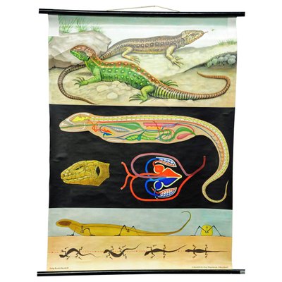 Amphibians Sand Lizard Lacerta Agilis Wallchart Art Print by Jung Koch Quentell-KJP-1253799