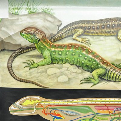 Amphibians Sand Lizard Lacerta Agilis Wallchart Art Print by Jung Koch Quentell-KJP-1253799