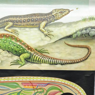 Amphibians Sand Lizard Lacerta Agilis Wallchart Art Print by Jung Koch Quentell-KJP-1253799