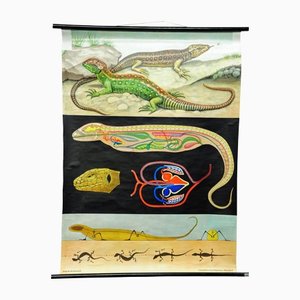 Amphibians Sand Lizard Lacerta Agilis Wallchart Art Print by Jung Koch Quentell-KJP-1253799