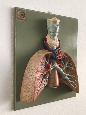 Anatomical 3-Dimensional Picture, Germany, 1950s-CC-1541785