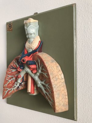 Anatomical 3-Dimensional Picture, Germany, 1950s-CC-1541785