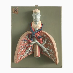 Anatomical 3-Dimensional Picture, Germany, 1950s-CC-1541785