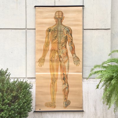 Anatomical Chart from the German Hygiene Museum, Dresden, Germany, 1950s-BVG-958034