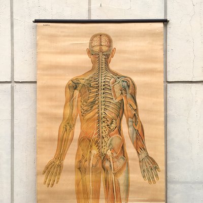 Anatomical Chart from the German Hygiene Museum, Dresden, Germany, 1950s-BVG-958034