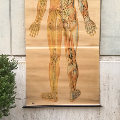 Anatomical Chart from the German Hygiene Museum, Dresden, Germany, 1950s-BVG-958034