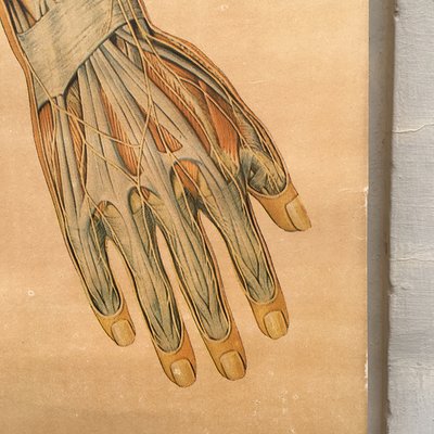 Anatomical Chart from the German Hygiene Museum, Dresden, Germany, 1950s-BVG-958034