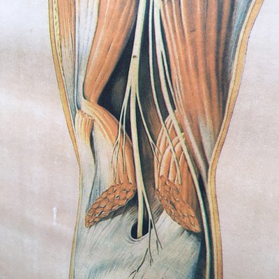 Anatomical Chart from the German Hygiene Museum, Dresden, Germany, 1950s-BVG-958034