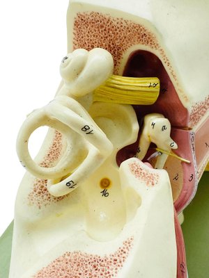 Anatomical Model of the Human Ear from Somso, 1950s-YUW-1451660