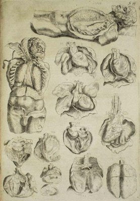 Andrea Vesalio, The Organs, Etching: De Humani Corporis Fabrica, 1642-ZCI-1775990