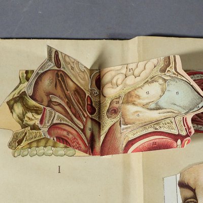 Antique Foldable Anatomical Brochure Depicting Human Anatomy-KJP-1181972