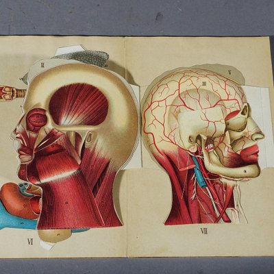 Antique Foldable Anatomical Brochure Depicting Human Anatomy-KJP-1181972