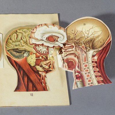 Antique Foldable Anatomical Brochure Depicting Human Anatomy-KJP-1181972