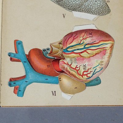 Antique Foldable Anatomical Brochure Depicting Human Anatomy-KJP-1181972