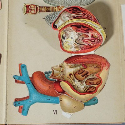 Antique Foldable Anatomical Brochure Depicting Human Anatomy-KJP-1181972