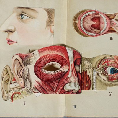 Antique Foldable Anatomical Brochure Depicting Human Anatomy-KJP-1181972