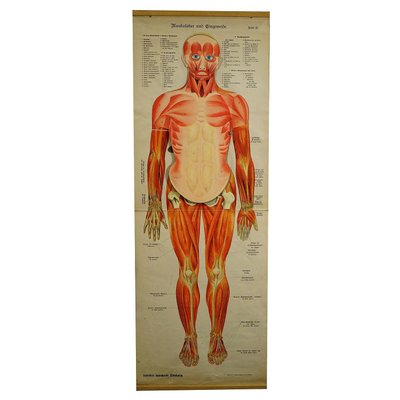 Antique Human Musculature Foldable Anatomical Wall Chart-KJP-1149440