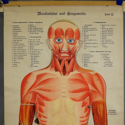 Antique Human Musculature Foldable Anatomical Wall Chart-KJP-1149440