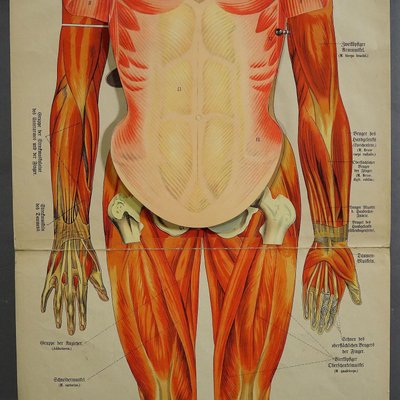 Antique Human Musculature Foldable Anatomical Wall Chart-KJP-1149440