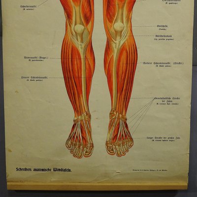 Antique Human Musculature Foldable Anatomical Wall Chart-KJP-1149440