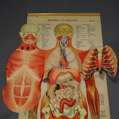 Antique Human Musculature Foldable Anatomical Wall Chart-KJP-1149440