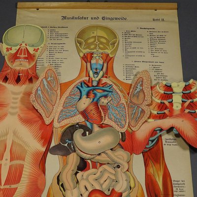 Antique Human Musculature Foldable Anatomical Wall Chart-KJP-1149440